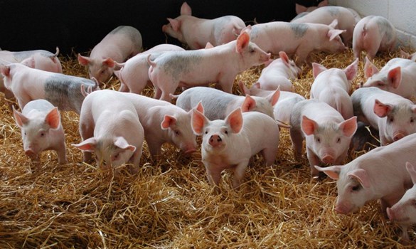 Group of piglets on straw bedding